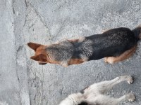 1 yaşında dişi alman kurdu chipli