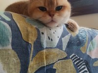 Damızlık şecereli golden british shorthair dişi