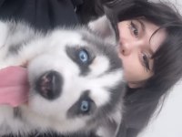 8 HAFTALIK HUSKY BEBEK