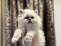 BRITISH LONGHAIR BLUE POİNT YAVRULARIM 