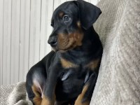 Asil Görünümlü Doberman Yavruları