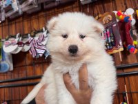 Samoyed bebeklerimiz için acele edin