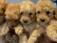 A kalite poodle bebeklerimiz