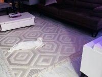 MECBURİYETTEN ANKARA KEDİSİ KIZIMIZA YUVA ARIYORUZ
