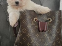 0 numara maltese bebekler