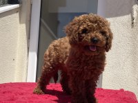 4 AYLIK DİŞİ RED BROWN TOY POODLE