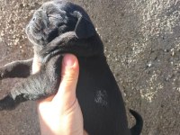 Mükemmel kalitede Pink taşıyıcı dişi pug yavrular