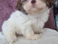 Shih tzu bebeklerimiz yeni yuvasına gitmeye hazırdır
