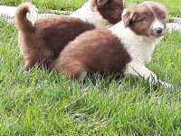 Border Collie Yavruları Istanbul  