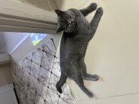 Ücretsiz british shorthair kedimiz