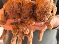 KORE RED POODLE BEBEKLER HAFTAYA HAZIR
