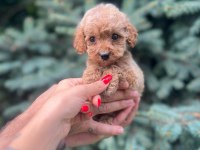 Sağlık garantili maltipoo yavrumuz