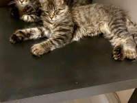 Full şecereli maine coon Ünvanlı ebeveynlerden