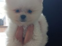 Mini Pomeranian Boo Yavrular