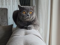 British shorthair kedisi