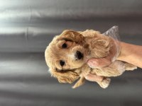 Bebek yüz maltipoo yavrular