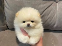 Erkek- Dişi Kar Beyaz Pomeranian Yavrularımız