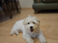 Köpeğimiz 3 aylık dünya tatlısı