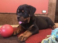 Rottweiler @ppuppypawbodrum
