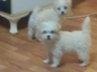 Yeni yavru köpekler sahiplerini bekliyorlar