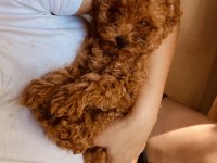 Toy Poodle 2 Aylık