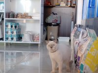 British shorthair kedisi
