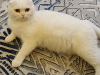2.5 yaşındaki scottish fold kızım