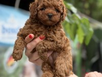 Micro Teacup Kore Red Poodle