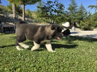 Safkan Amerikan Akita