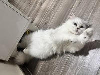Uygun British Longhair Kedimiz