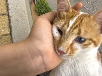 tamamen ücretsiz Masmavi tatlı mı tatlı bir kedimiz