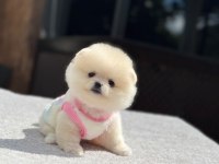 SAĞLIK VE IRK GARANTİLİ POMERANİAN KÖPEĞİMİZ