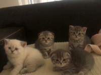 Blue point british shorthair yavrular