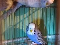 BEBEK MUHABBET KUŞU YAVRULAR