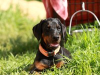 Avrupa king Doberman yavruları ruhsatlı çiftlikten