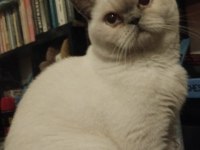 British blue eyes dişi ücretsiz