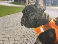 French bulldog köpeğimiz zed için yuva arıyoruz