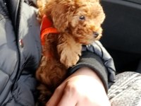 40 günlük poodle yavrumuz sahiplendirmek istiyorum