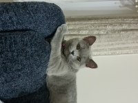 British shorthair dişi kedimiz