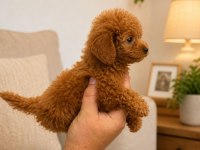 Red Toy Ve Micro Poodle Yavruları Aşılı Sağlıklı