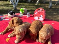 Poodle bebekler