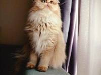 British golden dişi
