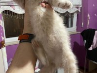 Scottish Fold Yavrularımız