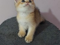 BRİTİSH KEDİLER