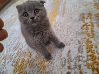 Scottish fold 2,5 aylık olup tuvalet eğitimi tamamlanmıştır