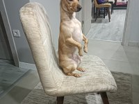 Köpeğimiz Nisan hanıma yeni aile arıyoruz