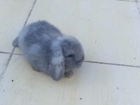 Hollanda lop tavşan yavrusu