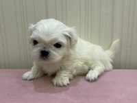 Maltipoo köpeğimiz süslü yeni ailesini arıyor eğitimli