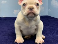 MUHTEŞEM KALİTE PLATİN FRENCH BULLDOG DİŞİ