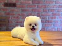 Sağlık Ve Irk Garantili Pomeranian